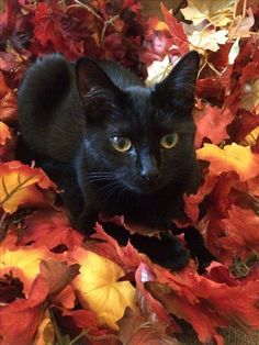 a black cat laying on top of some leaves in front of a pile of red and yellow leaves