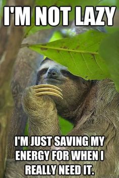 a brown and white sloth hanging from a tree with caption that reads, i'm not lazy i'm just saving my energy for when i really need it