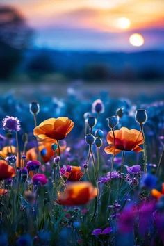 a field full of flowers with the sun setting in the background