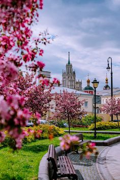 a park bench sitting next to a tree filled with pink flowers