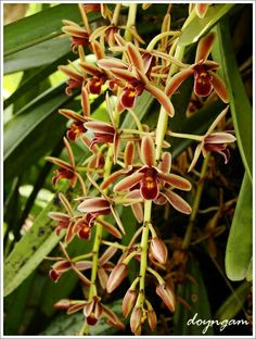 the flowers are blooming on this plant