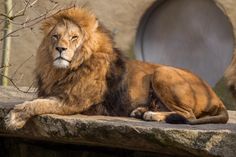 a large lion laying on top of a rock next to a stone wall and tree