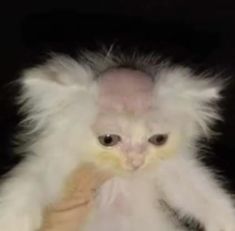 a fluffy white cat sitting on top of a stuffed animal