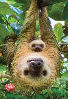 two - toed sloth hanging upside down in a tree