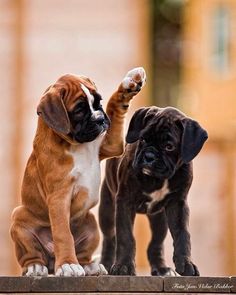 two puppies playing with each other on top of a brick wall in front of a wooden fence