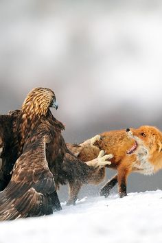 an eagle attacking another bird in the middle of two other birds, both with their beaks open