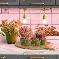 several potted plants sit on a tray in front of a pink tiled kitchen counter