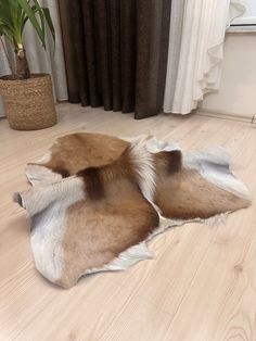 two brown and white cow hides laying on the floor next to a window with curtains