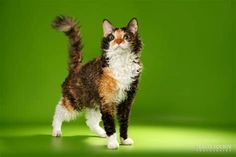 a cat standing in front of a green background