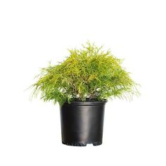 a plant in a black pot on a white background