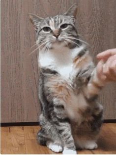 Amazing Tricks to Teach Your Cat | Cat Aesthetic Cute Cat Gif, Cats Meow, Funny Animal Pictures, Crazy Cat Lady, Beautiful Cats, Cat Gif, 귀여운 동물, Cute Funny Animals, Crazy Cats