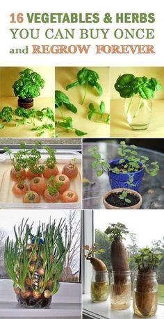 there are many pictures of vegetables and herbs in the window sill, including broccoli