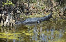 an alligator is swimming in the water