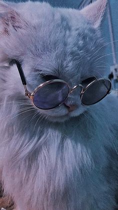 a white cat wearing sunglasses on top of a table