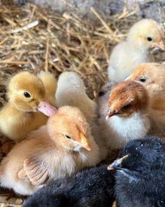 several baby chickens are huddled together in the hay