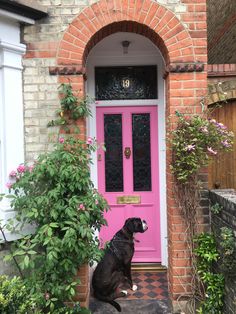 a dog sitting in front of a pink door