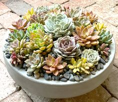 there are many small succulents in the bowl on the ground, all together