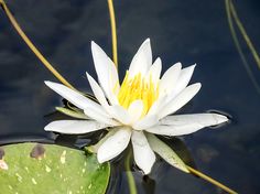 a white water lily floating on top of a pond