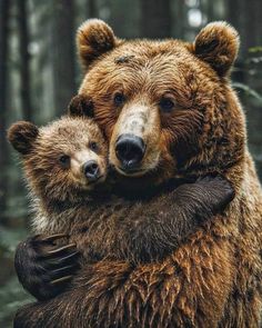 two brown bears hugging each other in the woods