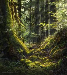 the sun shines through the trees in the forest with moss growing all over it