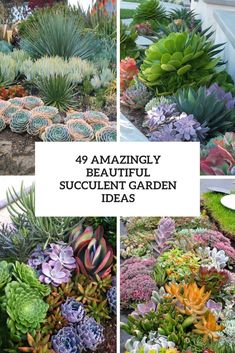 different types of succulent garden plants with text overlay that reads, 39 amazingly beautiful succulent garden ideas