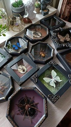 there are many framed pictures on the table with insects in them, and one has a spider