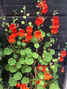 red flowers are growing in a pot on the side of a building with green leaves