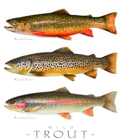 three different types of fish are shown in this illustration, one is brown and one is red