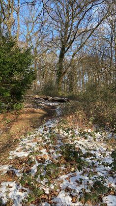 a snow covered path in the woods with lots of trees and bushes on either side