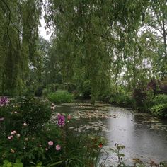 a river surrounded by lush green trees and pink flowers in the foreground, with water lilies on either side