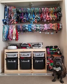 a dog sitting in front of a closet filled with clothes