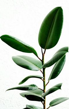 a plant with green leaves in front of a white wall