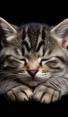 a small kitten with its eyes closed sleeping