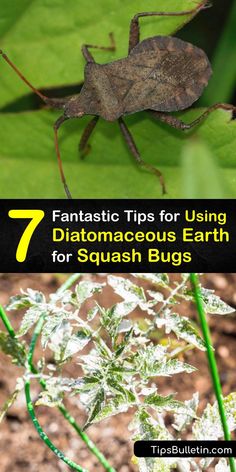 a brown bug sitting on top of a green leaf next to the words 7 fantastic tips for using diatomaeous earth for squash bugs