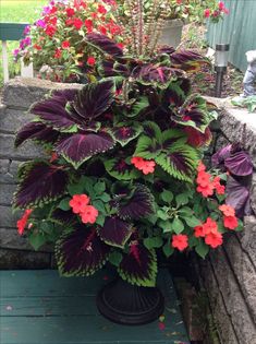 a potted plant with red and purple flowers