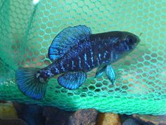 a blue fish in a green mesh bag