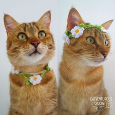 two cats with flower crowns on their heads looking up at the camera while sitting next to each other