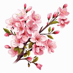 a bunch of pink flowers on a white background