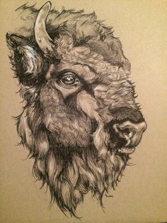 a drawing of a bison's head with horns