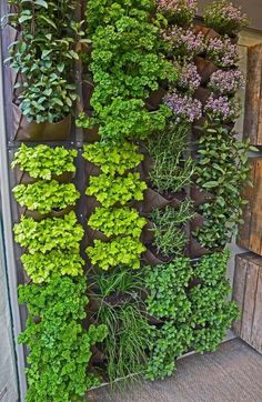 a vertical garden wall with plants growing on it