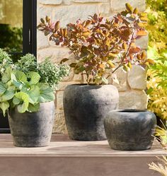 three potted plants sitting on top of a wooden table