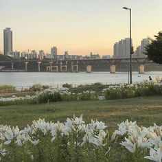 white flowers are in the foreground and a bridge is in the background with tall buildings on either side