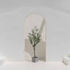 a potted plant sitting on top of a white floor next to steps and an arch