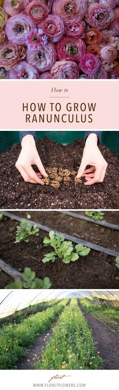 how to grow ranunculas in the garden