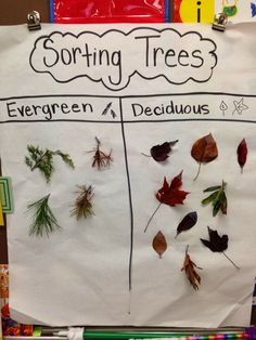 a bulletin board with different types of leaves and twigs on it, labeled sorting trees