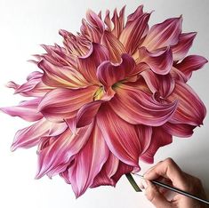 a drawing of a pink flower being held by a person's hand with a pencil