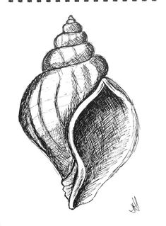 a black and white drawing of a sea shell