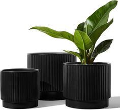 three black planters with green plants in them