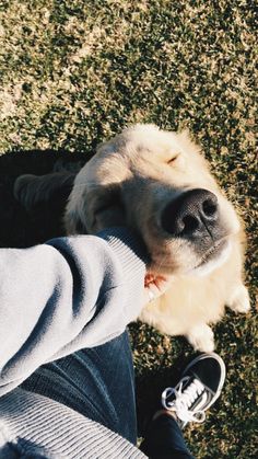 a close up of a person holding a dog's paw