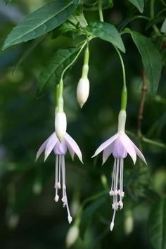 two pink and white flowers hanging from a tree